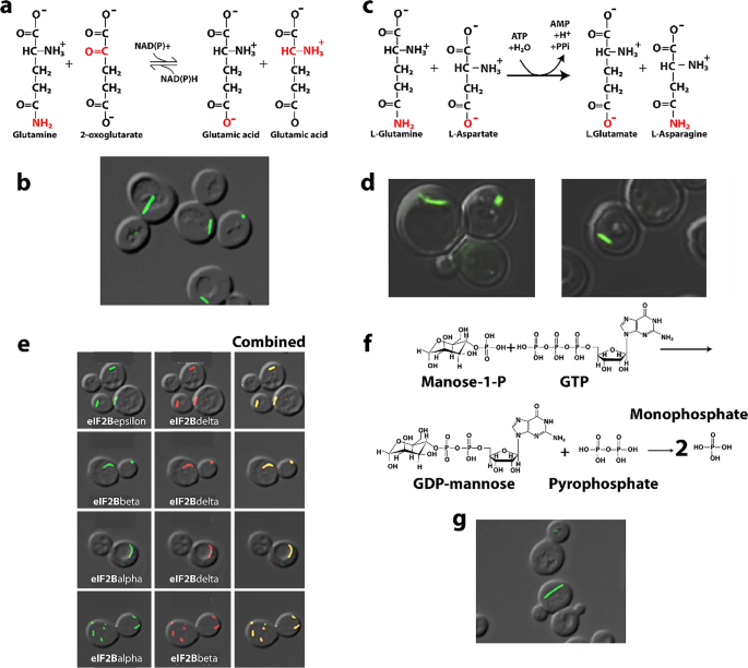 figure 28