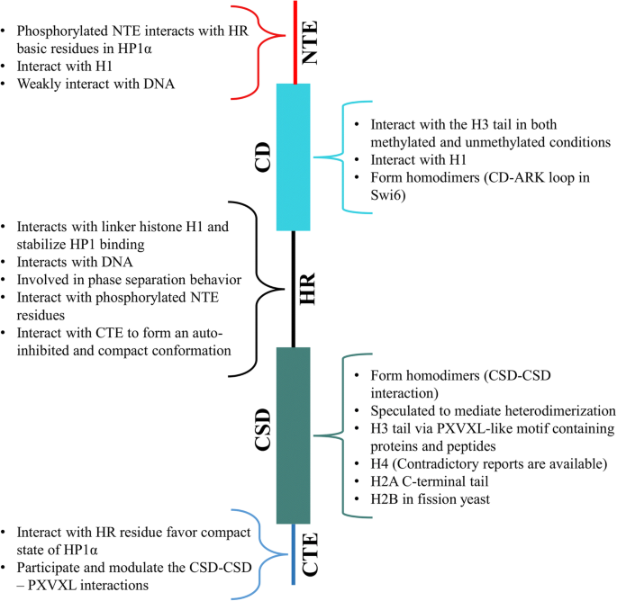 Heterochromatin Protein 1 Hp1 Interactions With Itself And Chromatin Components Springerlink