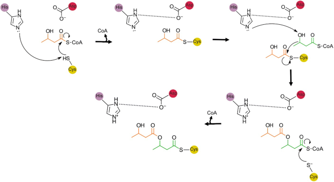 Tools For The Discovery Of Biopolymer Producing Cysteine Relays Springerlink