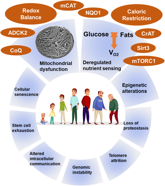 TSN: Diet, Metabolism, and Aging - Keystone Symposia