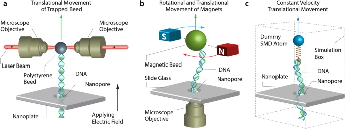 https://media.springernature.com/lw685/springer-static/image/art%3A10.1007%2Fs12551-021-00857-y/MediaObjects/12551_2021_857_Fig4_HTML.png?as=webp