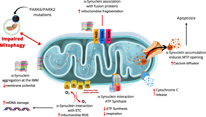 Defective mitophagy and synaptic degeneration in Alzheimer's disease: Focus  on aging, mitochondria and synapse - ScienceDirect