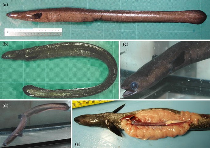 Discovery Of Mature Freshwater Eels In The Open Ocean Springerlink