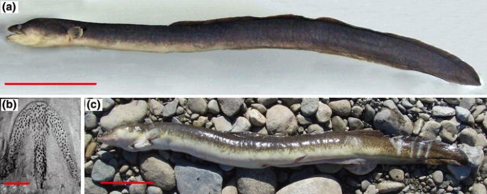 A New Species Of Freshwater Eel Anguilla Luzonensis Teleostei Anguillidae From Luzon Island Of The Philippines Springerlink