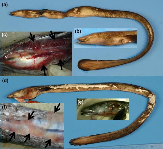 First Capture Of Post Spawning Female Of The Japanese Eel Anguilla Japonica At The Southern West Mariana Ridge Springerlink