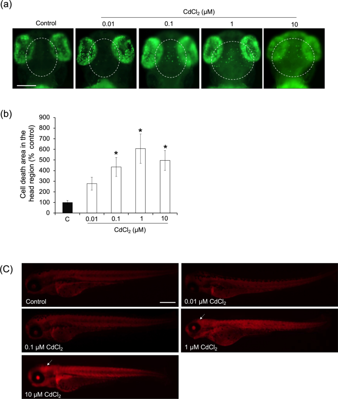 methionine precursor glutathione Metabolic linkage of methionine (Met), cysteine (Cys), and glutathione