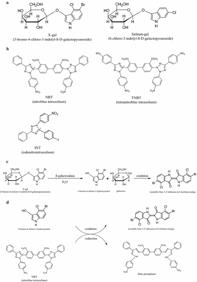 Overview And Assessment Of The Histochemical Methods And Reagents For The Detection Of B Galactosidase Activity In Transgenic Animals Springerlink Overview And Assessment Of The Histochemical Methods And Reagents For The Detection Of B Galactosidase Activity In Transgenic Animals Springerlink