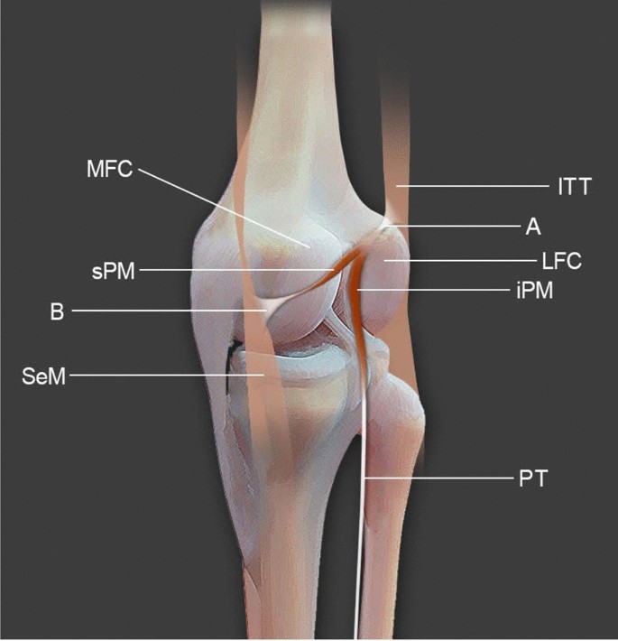 Is the plantaris muscle the most undefined human skeletal muscle? |  SpringerLink