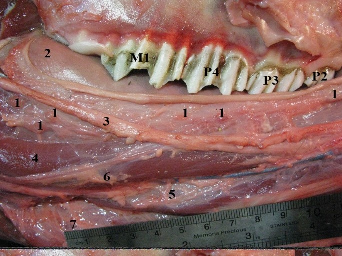 sublingual caruncle dog