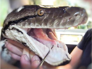 pics Python Teeth Size python bite an unusual cause of hand