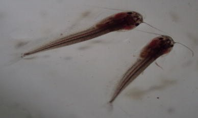 Survival And Growth Rate Of Larval Ompok Pabda Hamilton Buchanan 1822 Of Tripura India Related To Efficient Feed Springerlink