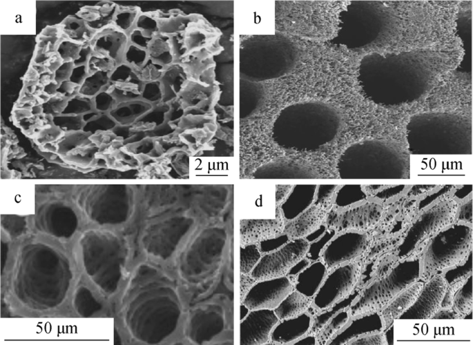 Recent progress in plant-derived hard carbon anode materials for 