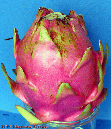 First Report Of Bipolaris Cactivora Causing Fruit Blotch And Stem Rot Of Dragon Fruit Pitaya In Israel Springerlink