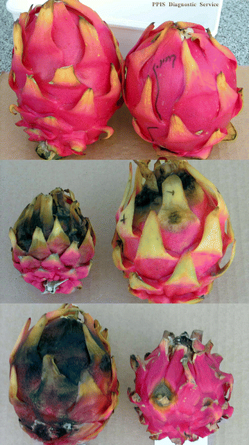 First Report Of Bipolaris Cactivora Causing Fruit Blotch And Stem Rot Of Dragon Fruit Pitaya In Israel Springerlink