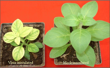 Molecular characterization of Cucumber mosaic virus strain causing severe mosaic  disease on petunia in India | Phytoparasitica