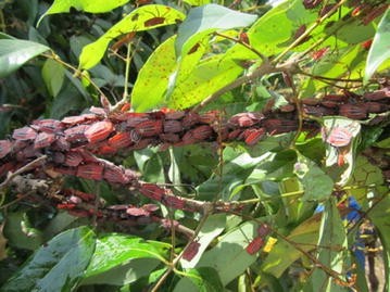 litchi stink bug life cycle
