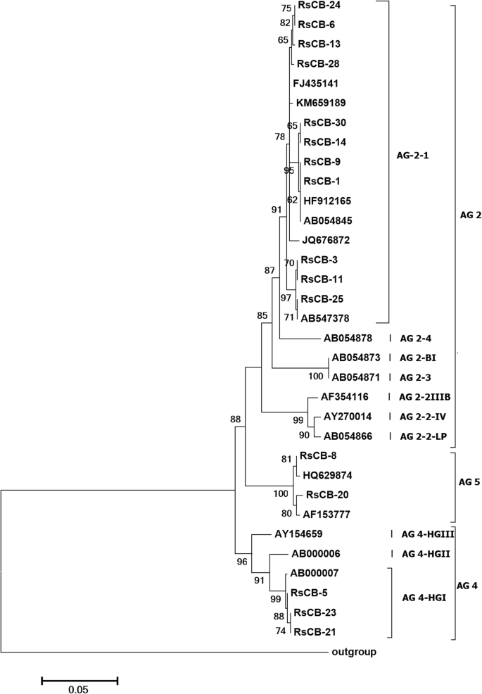 Characterization And Pathogenicity Of Rhizoctonia Isolates Collected From Brassica Oleracea Var Acephala In Ordu Turkey Springerlink