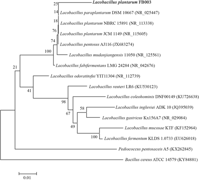 Identification Of A Novel Potential Probiotic Lactobacillus Plantarum Fb003 Isolated From Salted Fermented Shrimp And Its Effect On Cholesterol Absorption By Regulation Of Npc1l1 And Ppara Springerlink