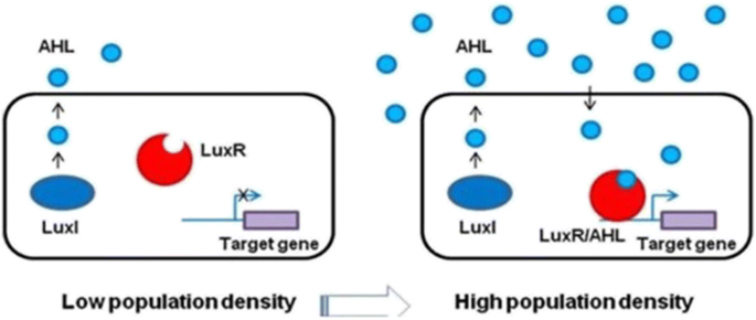 Quorum Sensing Circuits In The Communicating Mechanisms Of Bacteria And Its Implication In The Biosynthesis Of Bacteriocins By Lactic Acid Bacteria A Review Springerlink