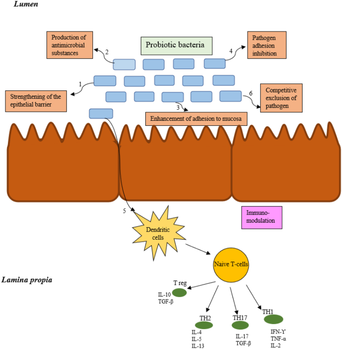 A prophylactic multi-strain probiotic treatment to reduce the