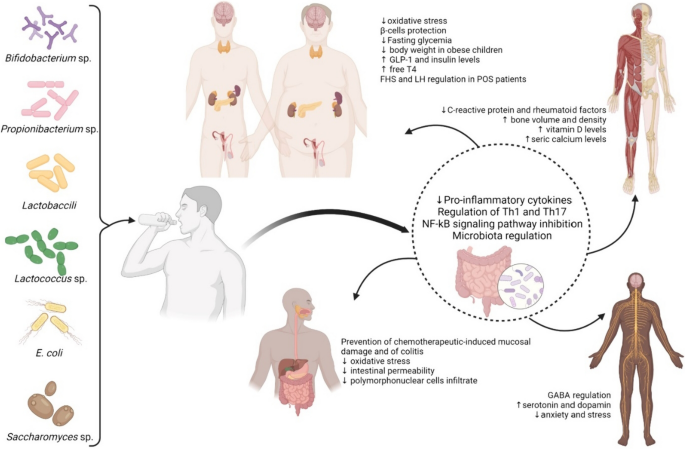 Unlocking the Potential of Probiotics: A Comprehensive Review on Research,  Production, and Regulation of Probiotics | Probiotics and Antimicrobial  Proteins | Springer Nature Link