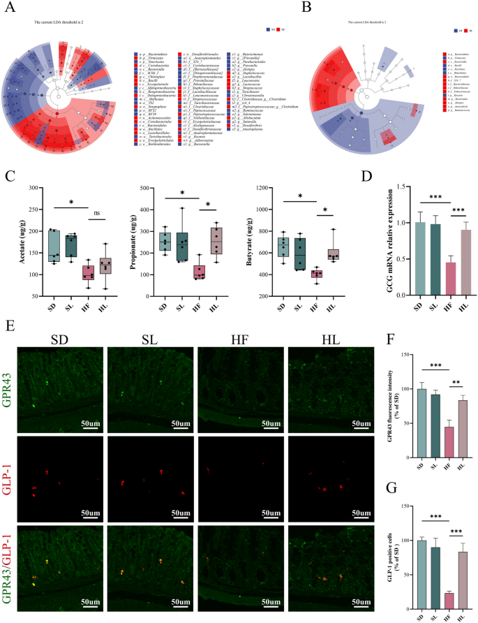 glp-1 modulation by probiotics scientific evidence Lactobacillus rhamnosus GG Supernatant Improves GLP-1 Secretion Through  Attenuating L Cell Lipotoxicity and Modulating Gut Microbiota in Obesity |  Probiotics and Antimicrobial Proteins