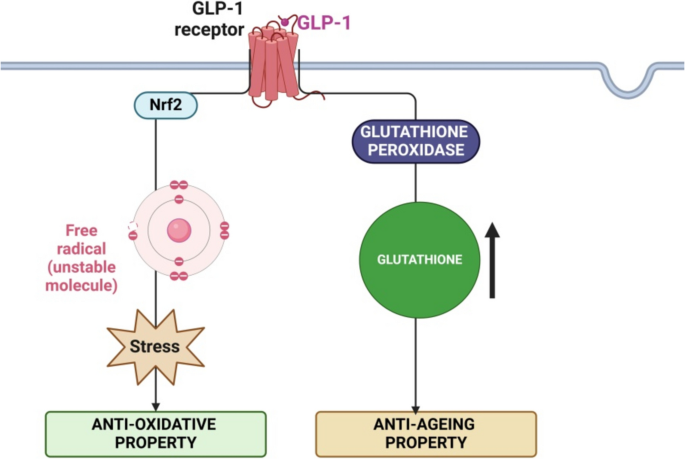 glp 1 patches where to stick How to Use GLP-1 Patches: A Simple Step-by-Step Guide – Ledisa
