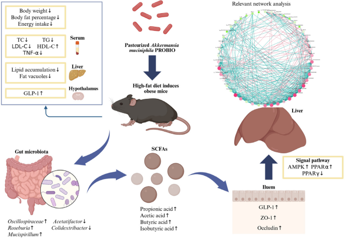 Pasteurized Akkermansia muciniphila AKK PROBIO Attenuates Obesity ...