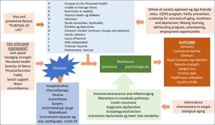 Frontiers Immunosenescence, aging and successful aging