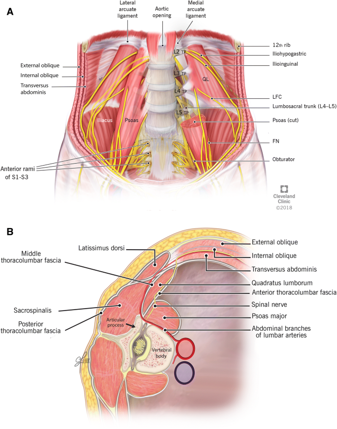 The supra-iliac anterior quadratus lumborum block: a cadaveric study and  case series | SpringerLink