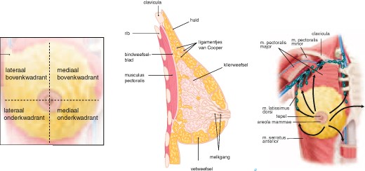 Mamma En Oksel Springerlink