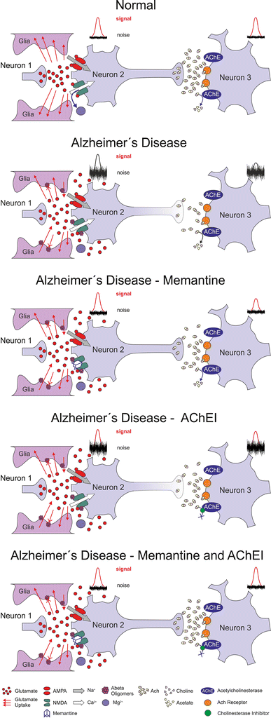 Memantine and Cholinesterase Inhibitors: Complementary Mechanisms in the  Treatment of Alzheimer's Disease | SpringerLink