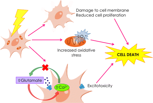 glutathione and environmental toxins Cytotoxic Effects of on Human Glial Cells | Neurotoxicity Research Flavor:Vanilla Whey hydrating-serum Neurobion Injection Price, Uses,