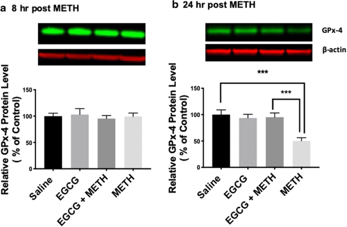 Epigallocatechin Gallate Mitigates the Methamphetamine-Induced Striatal  Dopamine Terminal Toxicity by Preventing Oxidative Stress in the Mouse  Brain | Neurotoxicity Research | Springer Nature Link