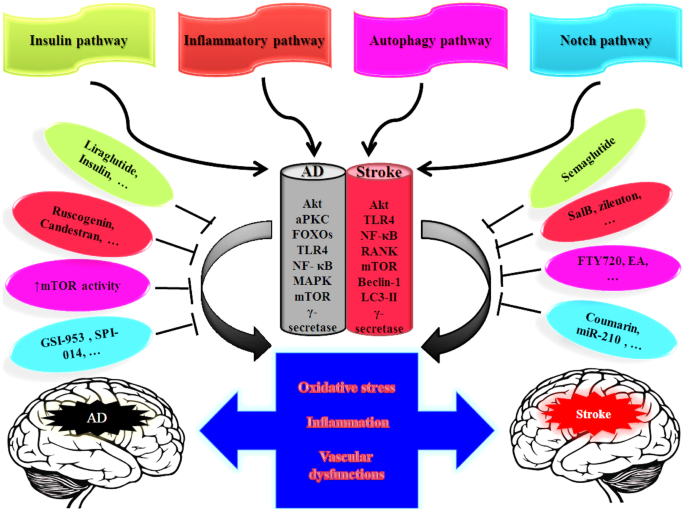 Targeting Common Signaling Pathways for the Treatment of Stroke and  Alzheimer's: a Comprehensive Review | SpringerLink
