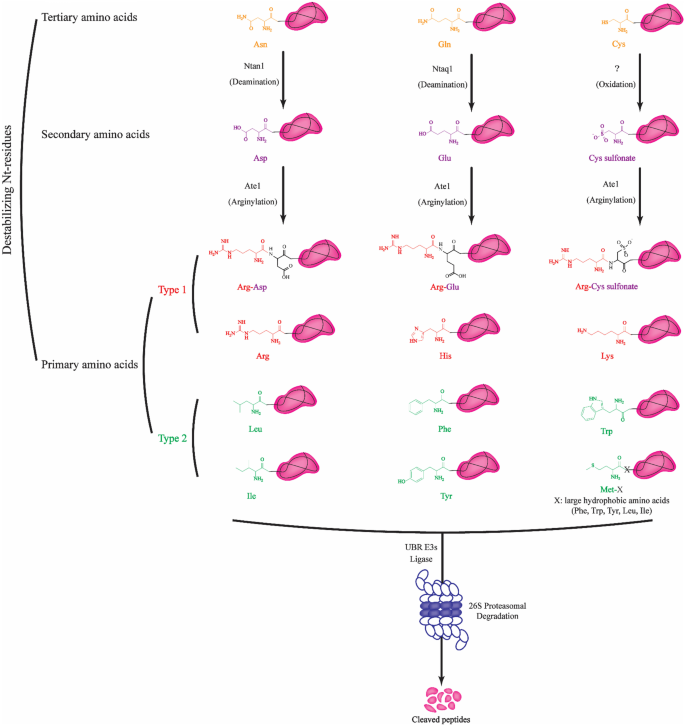 Regulation of Neurodegeneration-associated Protein Fragments by the  N-degron Pathways | SpringerLink