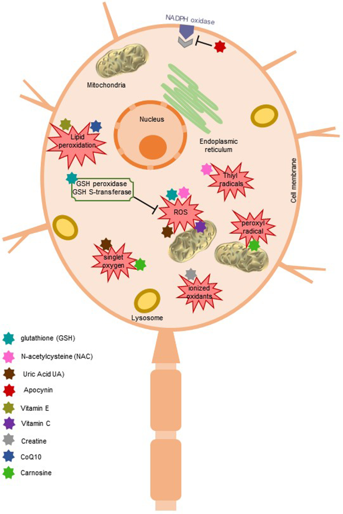 Contributions and Limitations of Mitochondria-Targeted and Non-Targeted  Antioxidants in the Treatment of Parkinsonism: an Updated Review |  Neurotoxicity Research | Springer Nature Link