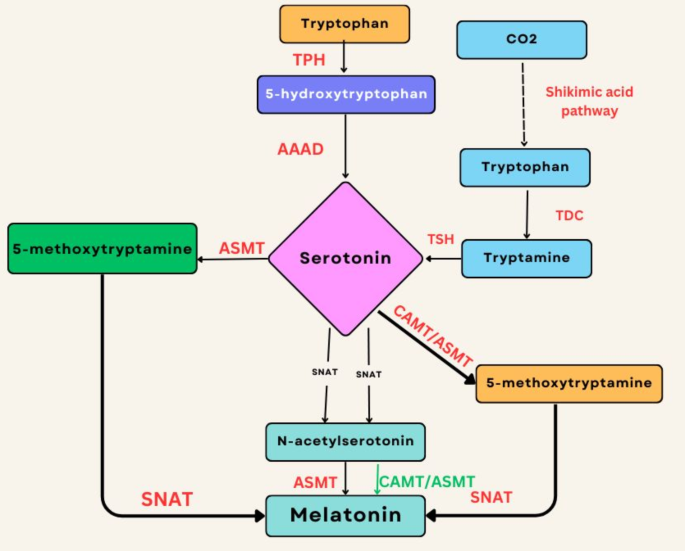 Blunted Melatonin Circadian Rhythm in Parkinson's Disease: Express  Bewilderment | Neurotoxicity Research | Springer Nature Link