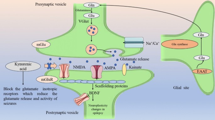 Kynurenine Pathway in Epilepsy: Unraveling Its Role in Glutamate  Excitotoxicity, GABAergic Dysregulation, Neuroinflammation, and  Mitochondrial Dysfunction | Neurotoxicity Research
