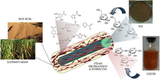 Optimisation Of Uncatalysed Steam Explosion Of Lignocellulosic Biomasses To Obtain Both C6 And C5 Sugars Springerlink