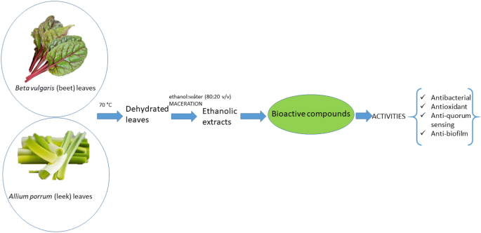 Beet Beta Vulgaris And Leek Allium Porrum Leaves As A Source Of Bioactive Compounds With Anti Quorum Sensing And Anti Biofilm Activity Springerlink