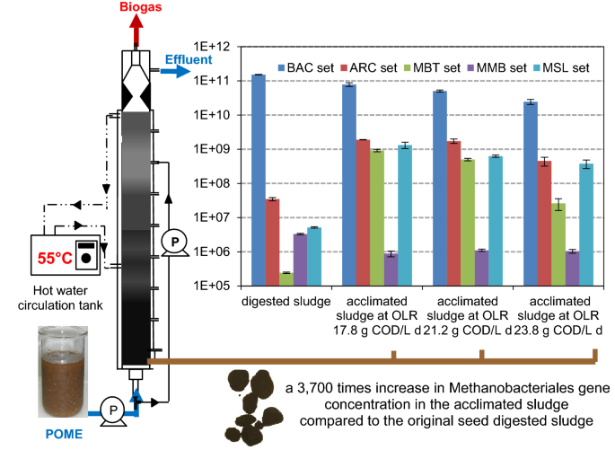 Anaerobic Treatment of Diluted Decanted Palm Oil Mill Effluent in a  High-Rate Thermophilic Upflow Anaerobic Sludge Blanket Reactor: Microbial  Selection and Enhanced Population of Hydrogenotrophic Methanogen |  SpringerLink