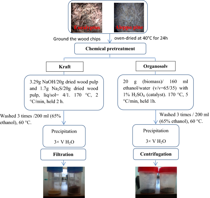 Comparison Of The Physicochemical Properties And Thermal Stability Of Organosolv And Kraft Lignins From Hardwood And Softwood Biomass For Their Potential Valorization Springerlink