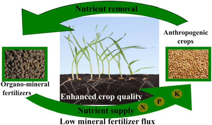 Nutrient Dynamics And Plant Response In Soil To Organic Chicken Manure Based Fertilizers Springerlink