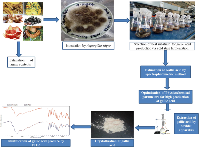 Production Of Gallic Acid Under Solid State Fermentation By Utilizing Waste From Food Processing Industries Springerlink