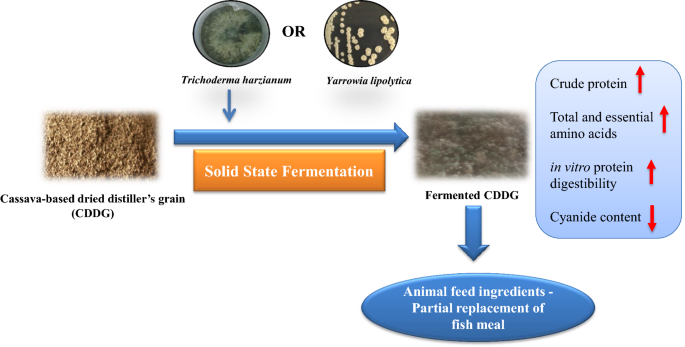 Protein Enrichment of Cassava-Based Dried Distiller's Grain by Solid State Fermentation Using Trichoderma Harzianum and Yarrowia Lipolytica for Feed Ingredients | SpringerLink Protein Enrichment of Cassava-Based Dried Distiller's Grain by Solid State Fermentation Using Trichoderma Harzianum and Yarrowia Lipolytica for Feed Ingredients | SpringerLink