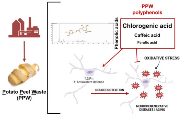 Valorization of Potato Peel Waste as a Source of Neuroprotective ...