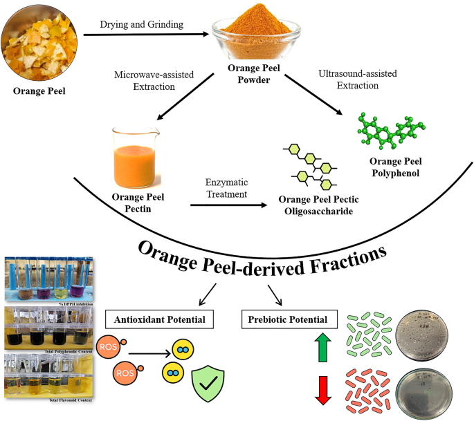 Prebiotic and Antioxidant Potential of Crude Pectin, Pectic ...