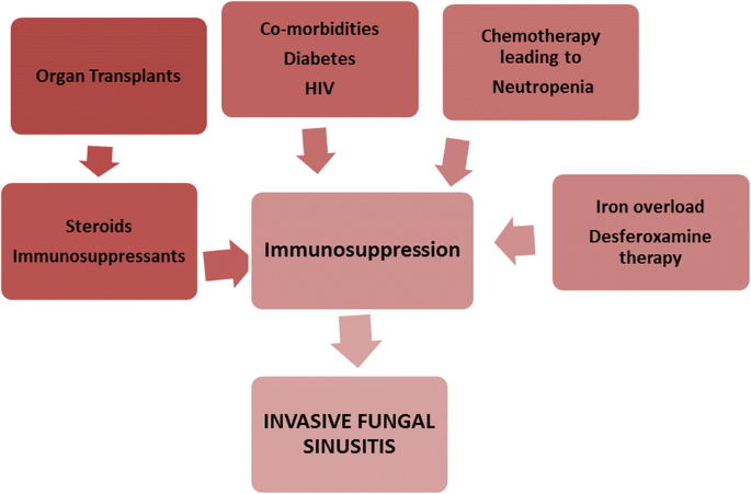 Fungal Rhinosinusitis Unravelling The Disease Spectrum Springerlink Fungal Rhinosinusitis Unravelling The Disease Spectrum Springerlink