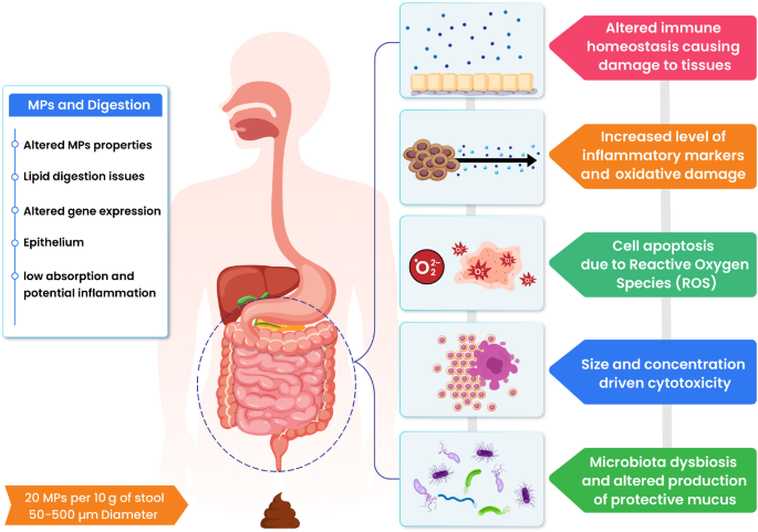 Scientific graphic about microplastics and gut health